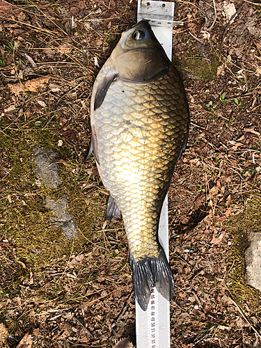 ヘラブナの釣果