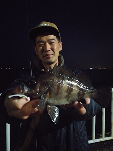 クロメバルの釣果