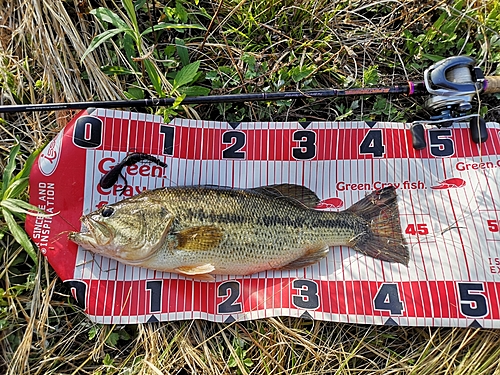 ブラックバスの釣果