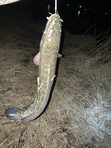 ライギョの釣果