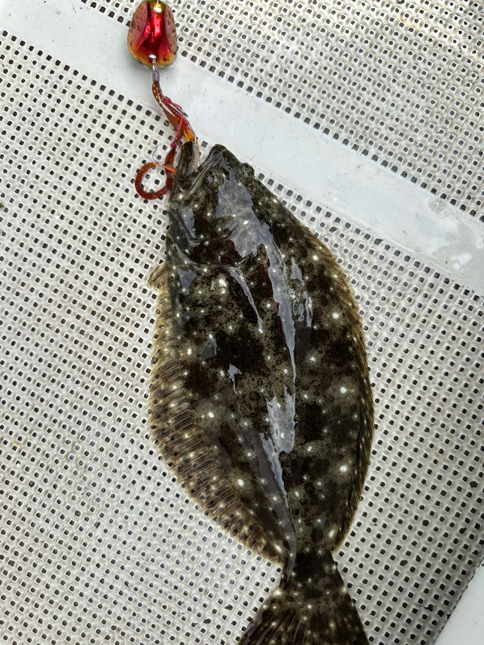 ☆沙乃○☆さんの釣果 2枚目の画像