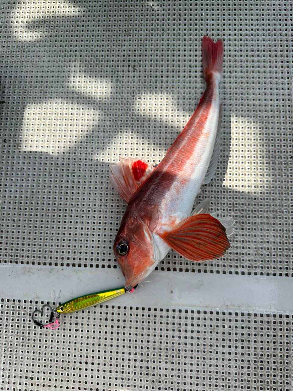 ☆沙乃○☆さんの釣果 3枚目の画像