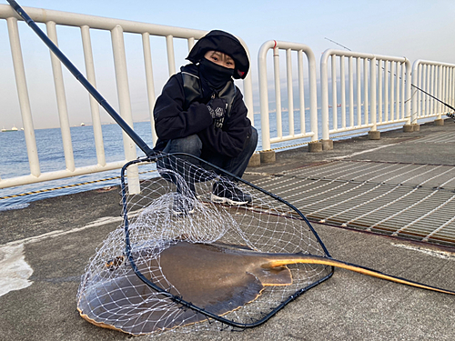 アカエイの釣果