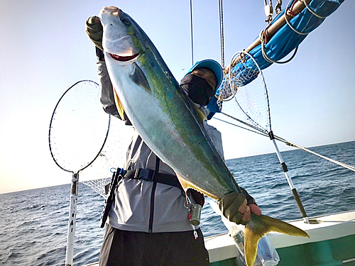 ブリの釣果