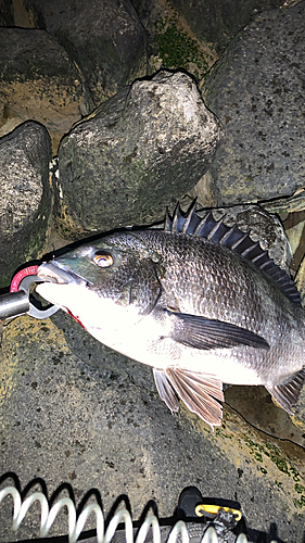 チヌの釣果