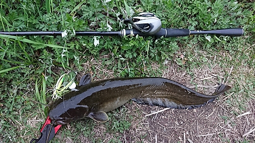 ナマズの釣果