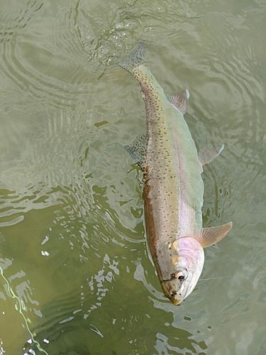 ニジマスの釣果