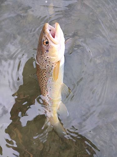 ブラウントラウトの釣果