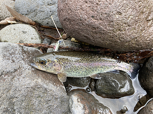 ニジマスの釣果