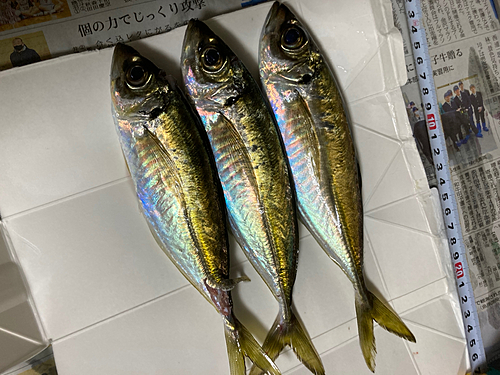 アジの釣果