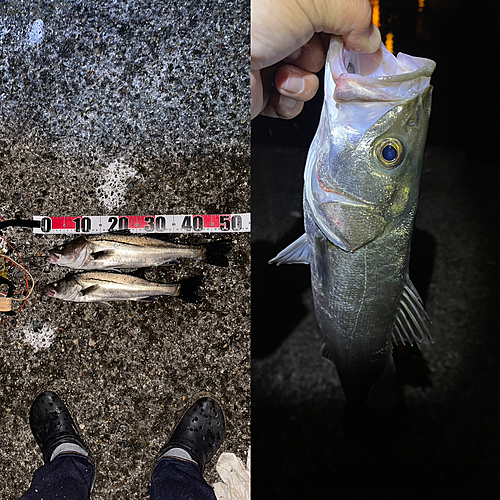 シーバスの釣果