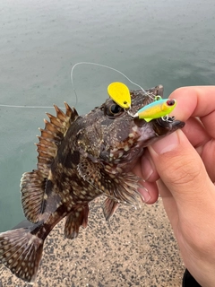 アラカブの釣果