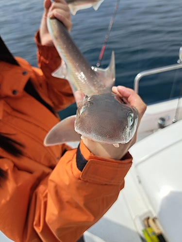 サメの釣果