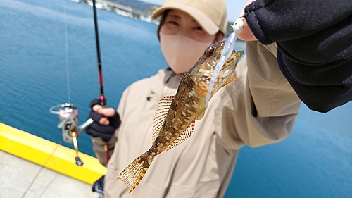 アサヒアナハゼの釣果