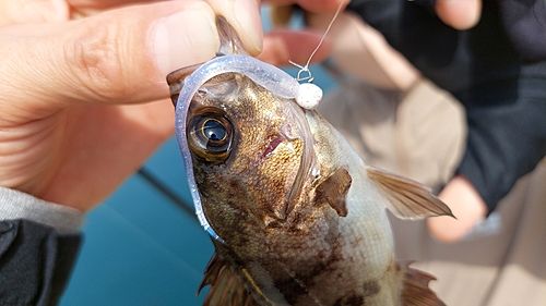 シロメバルの釣果