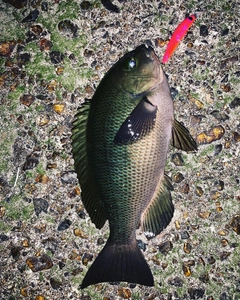 メジナの釣果