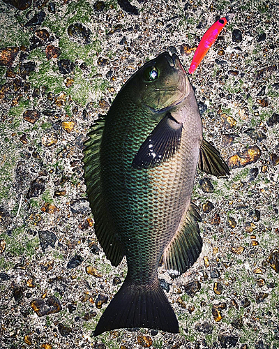 メジナの釣果