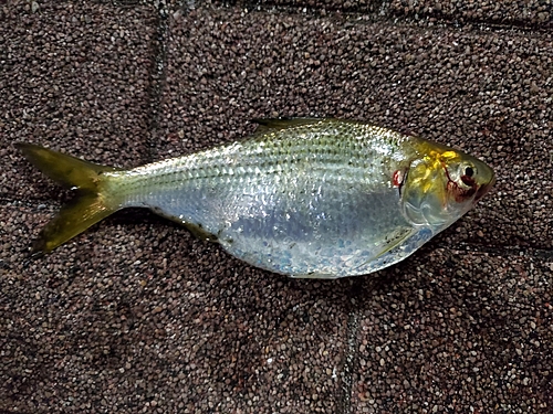 コノシロの釣果