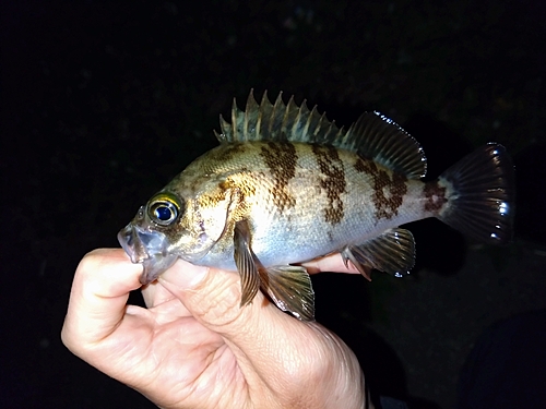 メバルの釣果