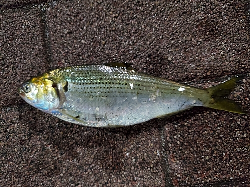 コノシロの釣果