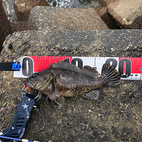 ソイの釣果