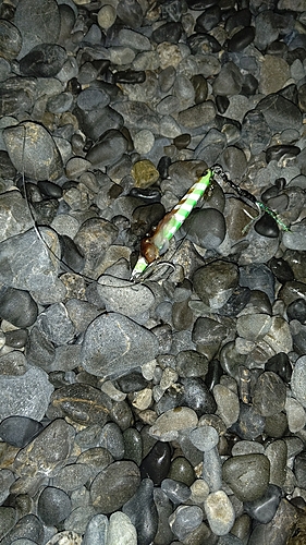 タコの釣果