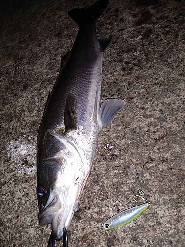 シーバスの釣果