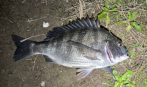 クロダイの釣果