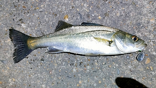 セイゴ（マルスズキ）の釣果