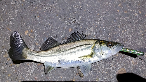 セイゴ（マルスズキ）の釣果