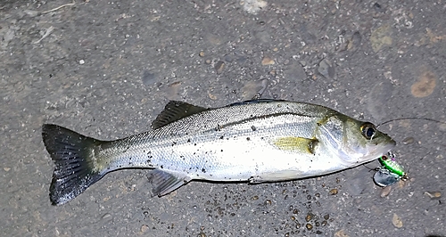 セイゴ（マルスズキ）の釣果