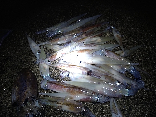 ヤリイカの釣果