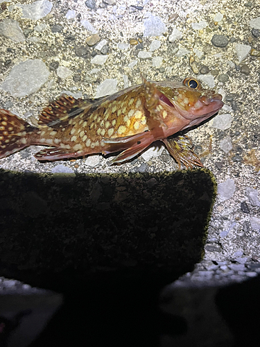 カサゴの釣果