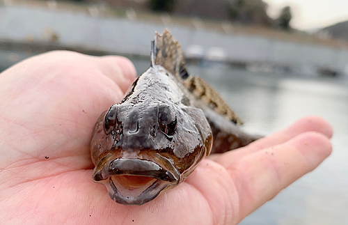 アイナメの釣果