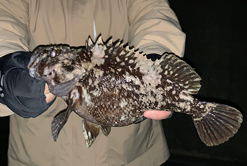 ムラソイの釣果