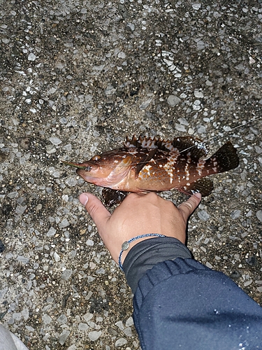 キジハタの釣果