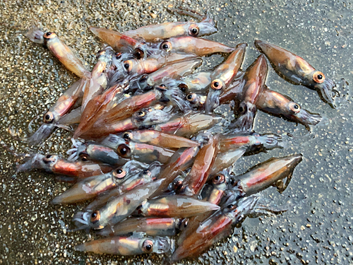 ホタルイカの釣果