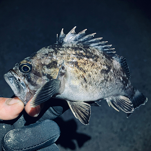 クロソイの釣果