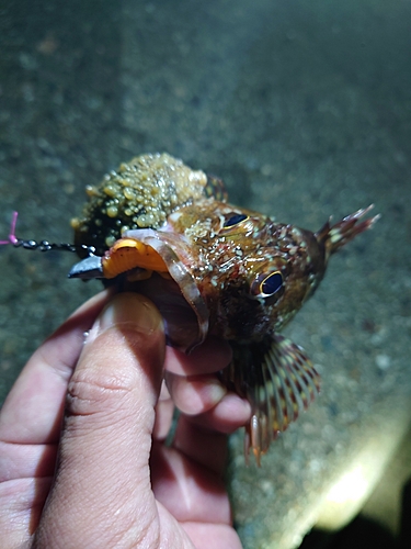 カサゴの釣果