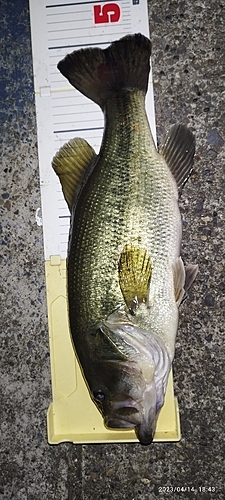 ブラックバスの釣果