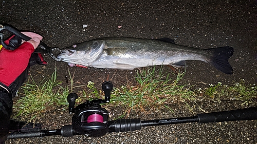 シーバスの釣果