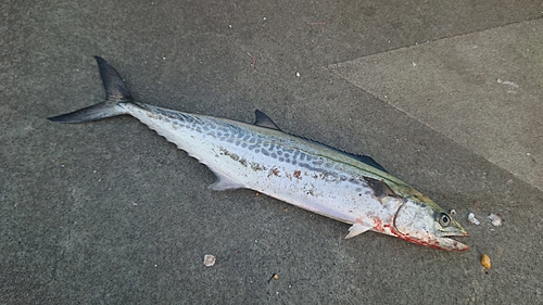 サゴシの釣果