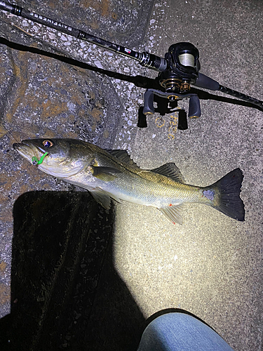 シーバスの釣果