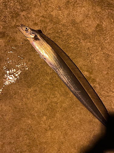 タチウオの釣果