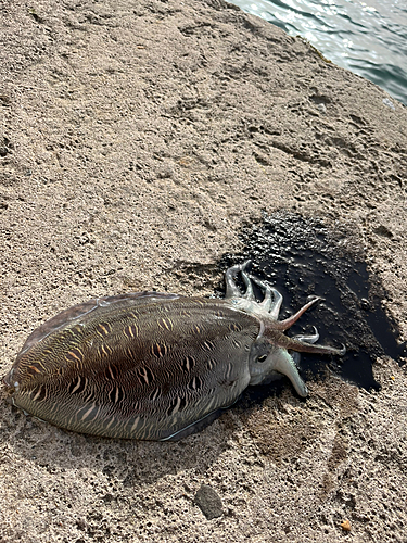 モンゴウイカの釣果