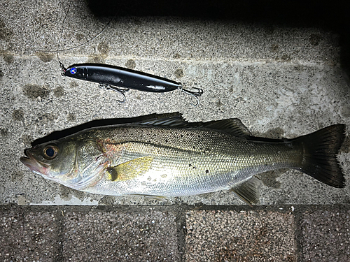 シーバスの釣果