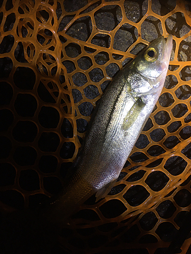 セイゴ（マルスズキ）の釣果