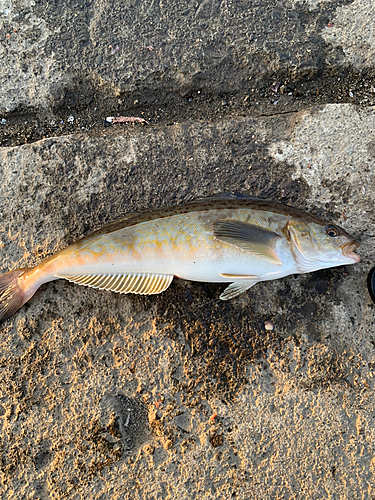 ホッケの釣果