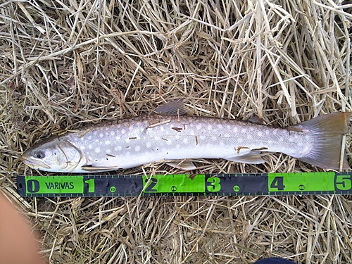 アメマスの釣果