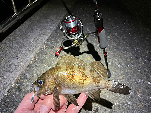 メバルの釣果